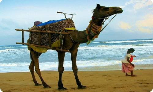 The Taj with Desert and Beaches